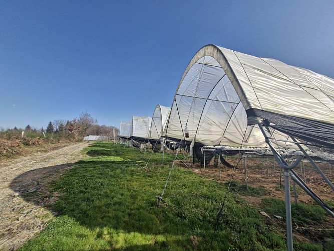 Cultures fruitières - Moulin de Lignac - Beyssac © JL OT TDC (3)