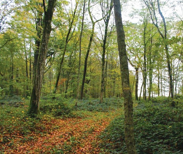 En forêt