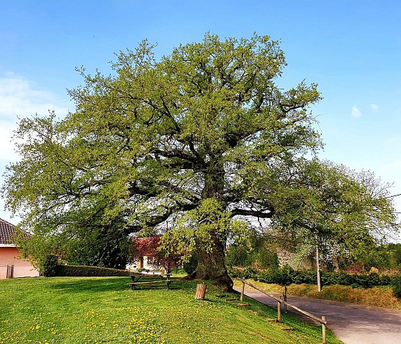 Circuit entre rivière et forêt dans le Pays de la Nied