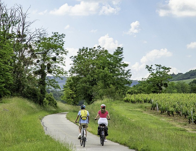 Vélos vignobles - DSL 71 Robert-Famy Guillaume
