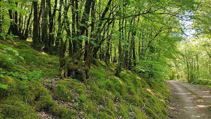 Circuit des chapelles | Lannédern