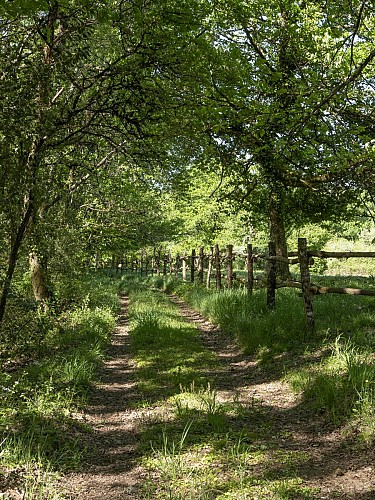 Chemin bucolique
