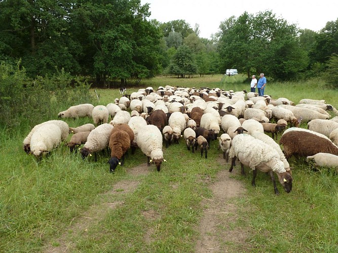Pastoralisme