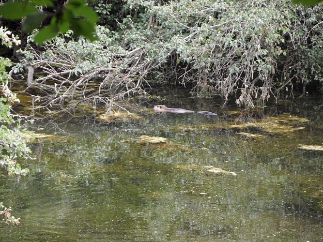 Sentier du Gour des Fontaines - Sougy-sur-Loire