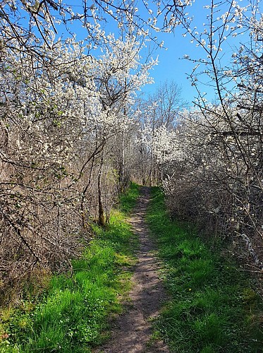 Sentier du Gour des Fontaines - Sougy-sur-Loire