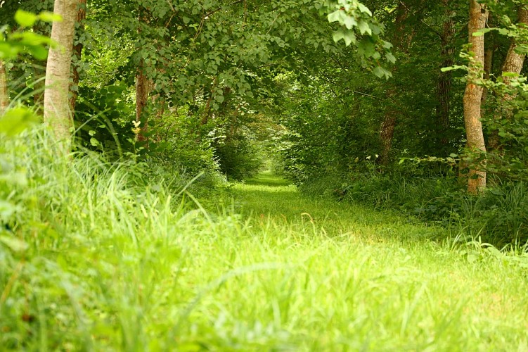 Chemin de Puisaye