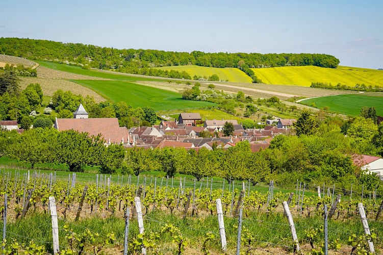 Migé vigne 2- Arsène JURMAN