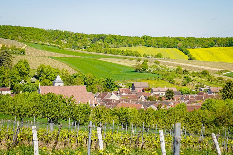 Migé vigne - Arsène JURMAN