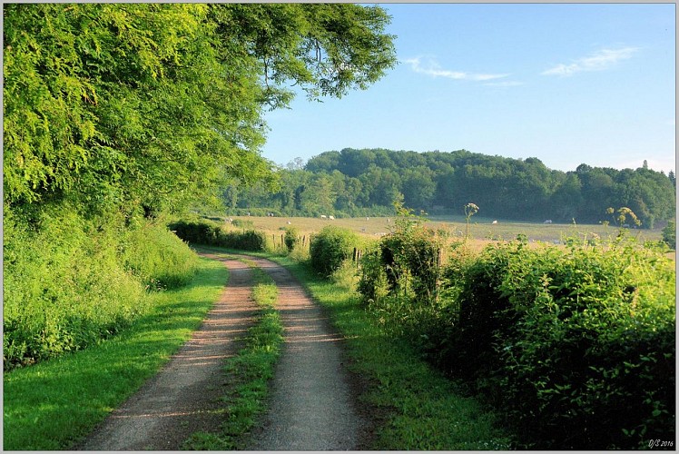 Chemin de Puisaye