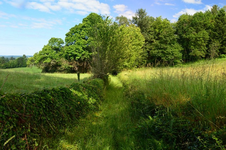 Circuit Pédestre N° 54 : Le chemin de l'Etang
