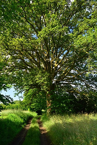 Circuit Pédestre N° 54 : Le chemin de l'Etang