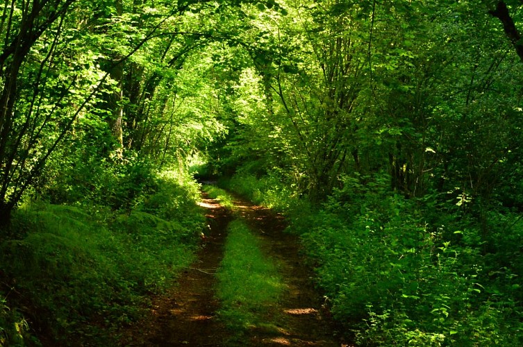Circuit Pédestre N° 54 : Le chemin de l'Etang