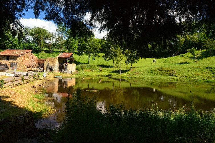 Circuit Pédestre N° 54 : Le chemin de l'Etang