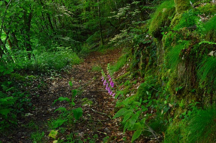 Circuit Pédestre N° 54 : Le chemin de l'Etang