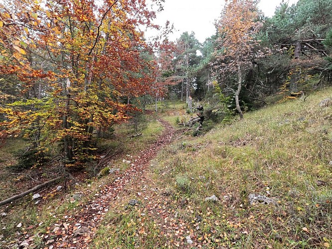 Circuit VTT n°14 La pivoine_Gréolières