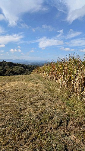 Entre champs et collines
