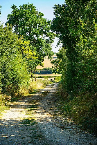 Chemin de Puisaye (3)