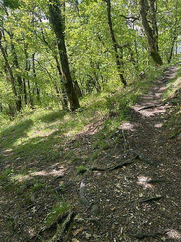 Forêt de Cazarilh