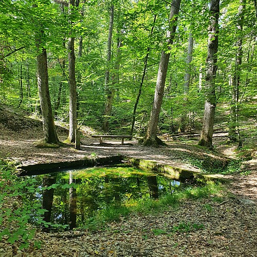 Font Gargot, Forêt Domaniale de Dreuille