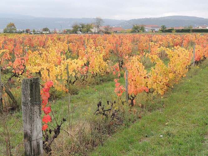 4770480 Rando gourmande " Au cœur des vignobles de Millery "