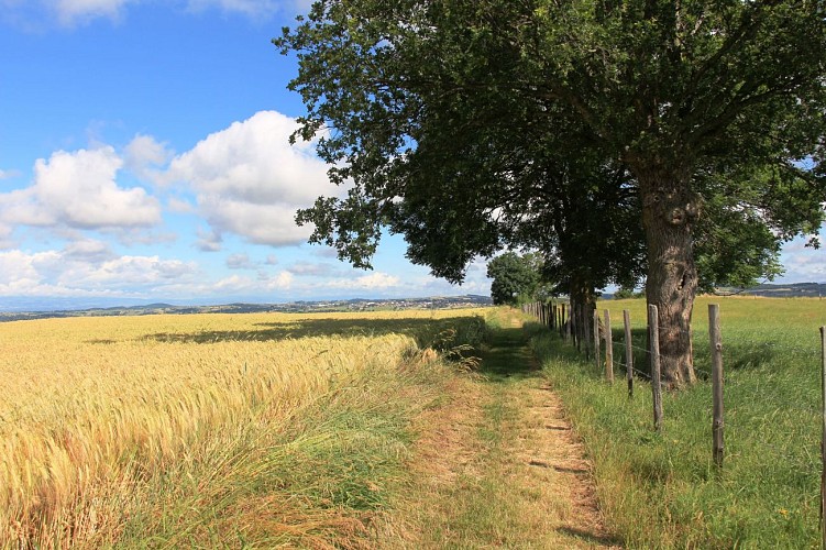 Sentier du But de Samson_Saint-Denis-sur-Coise