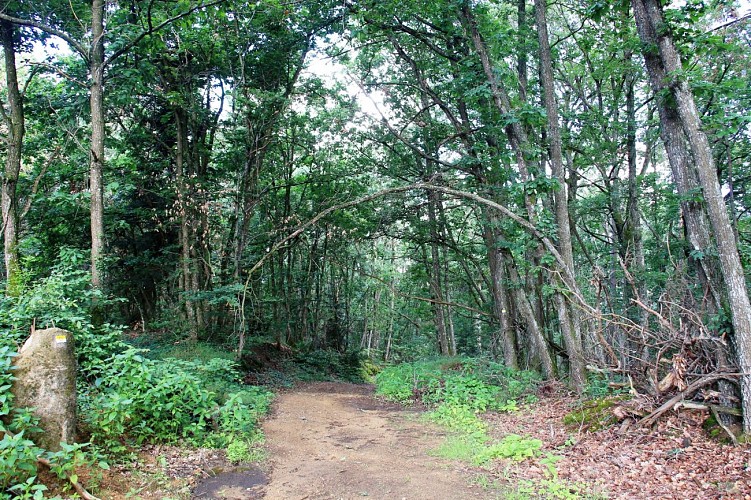Sentier du But de Samson_Saint-Denis-sur-Coise