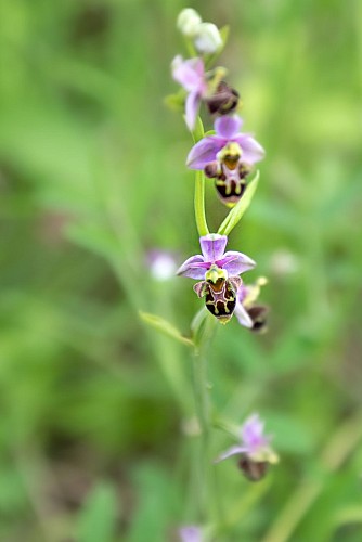 Orchidée sauvage Crédit PHRED