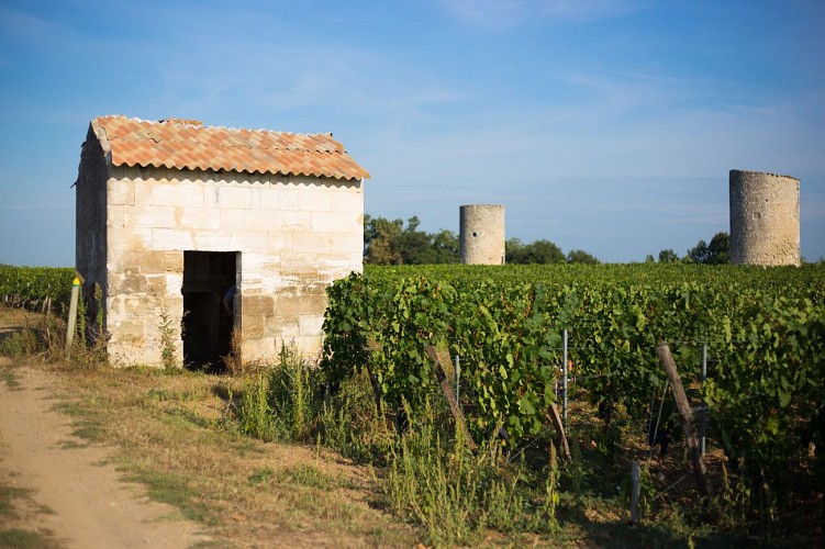 cabane-de-vigne--fronsac_29521378170_o