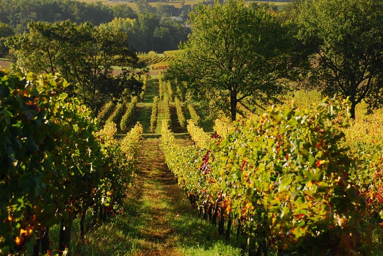 ©Tourisme Fronsadais-Phred-147