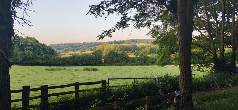 La forêt de Hallais
