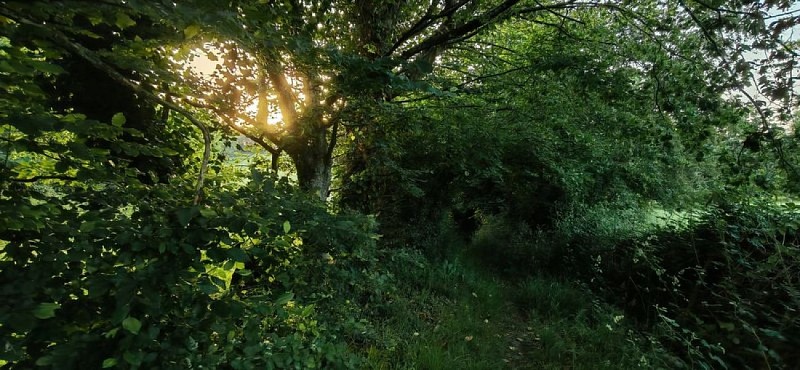 La forêt de Hallais