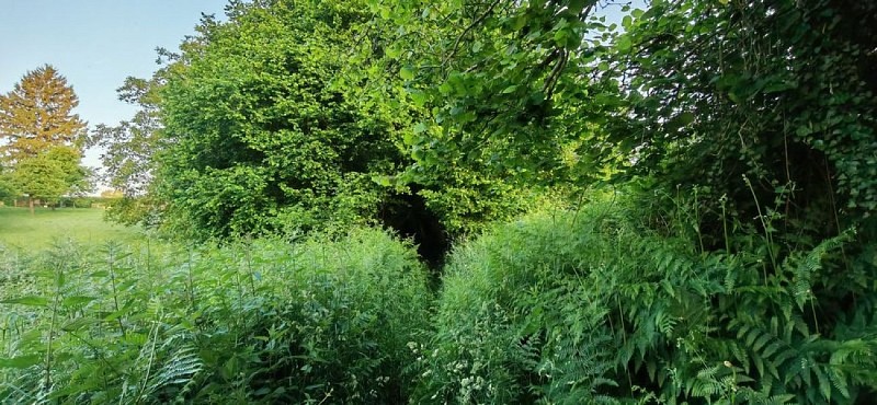 La forêt de Hallais