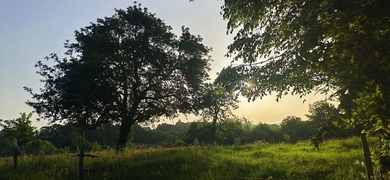 La forêt de Hallais