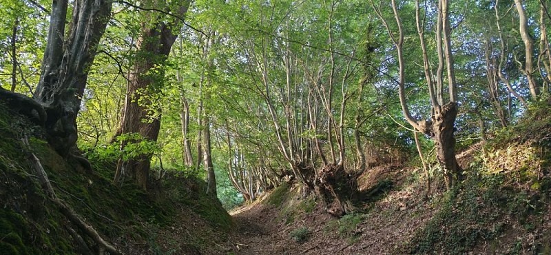 La forêt de Hallais