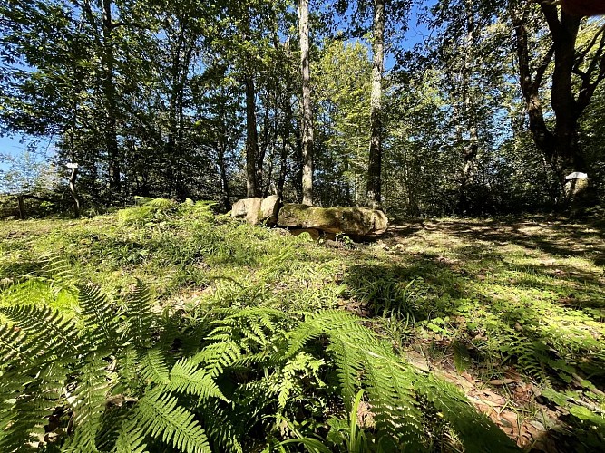 N° 85 BOIS DE GOÈS-PRÉCILHON