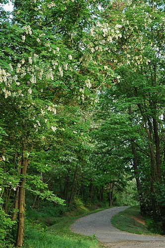 Forêt de la Vaysse