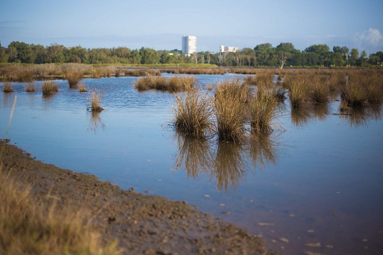 Prés-salé La Teste