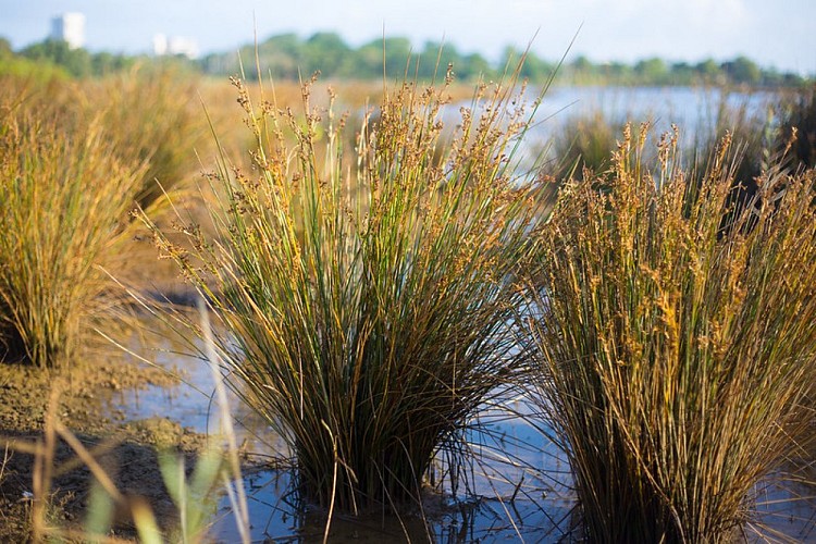 Prés-salé La Teste 3