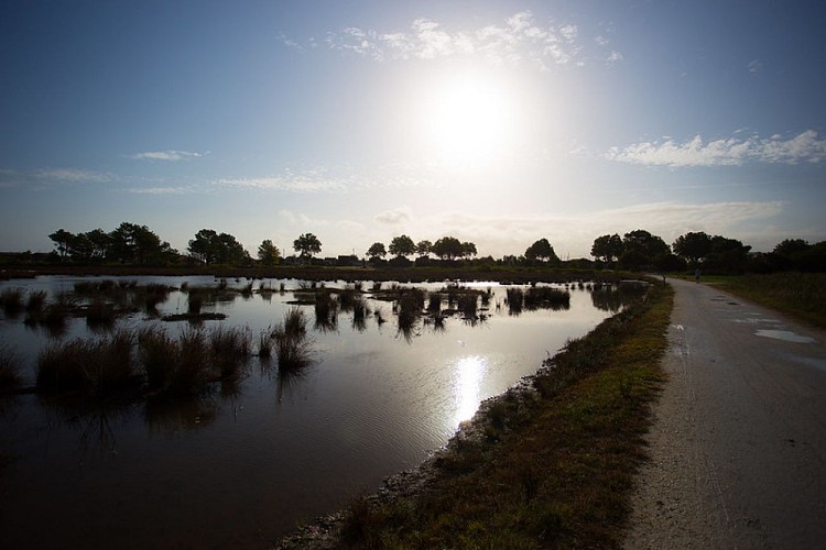 Prés-salé La Teste 2