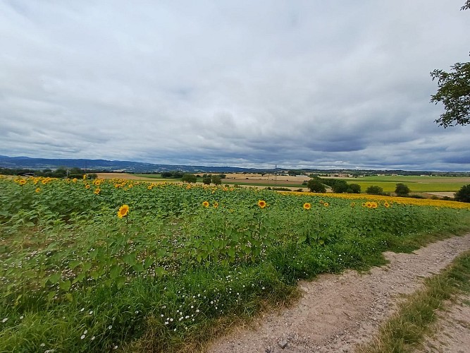 Between Limagne and Combrailles_Saint-Agoulin