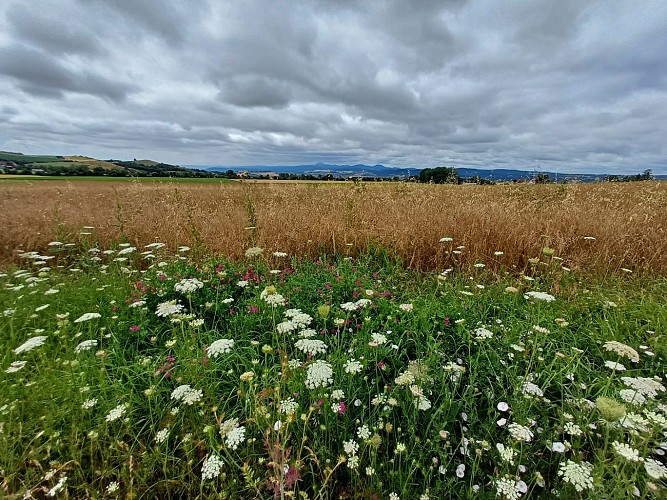 Between Limagne and Combrailles_Saint-Agoulin