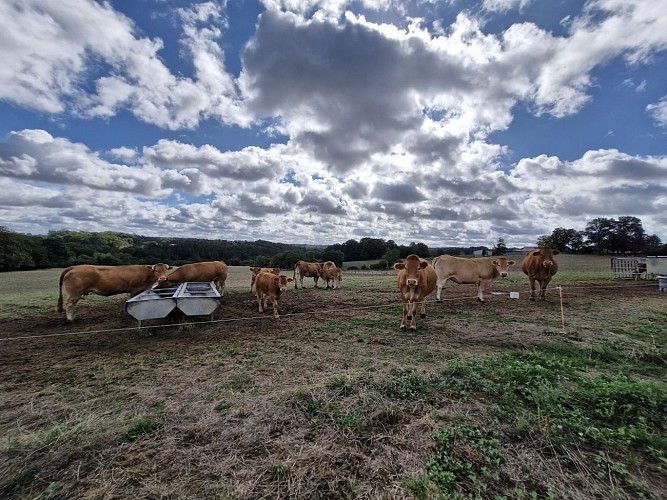 Élevage Limousines - Raccourci la chapelle anty - Lubersac © JL OT TDC ( ( (1)