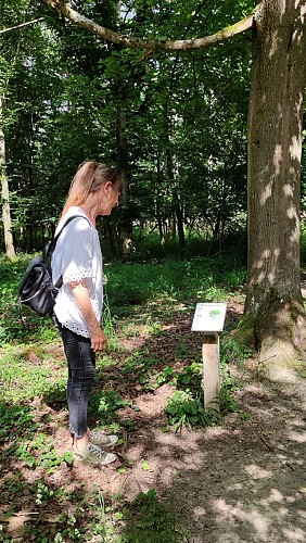 The botanical trail of Widensolen