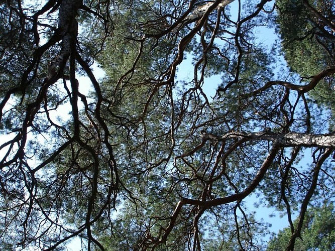 Cliché près de l'Altchlossfelsen