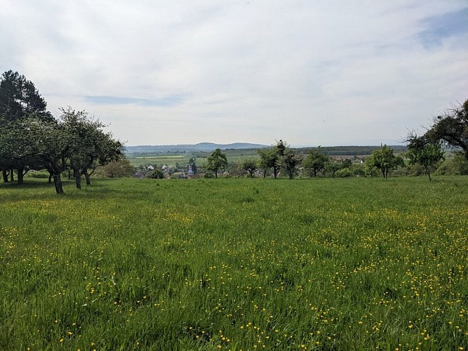 Prairie du Piémont à Weinbourg