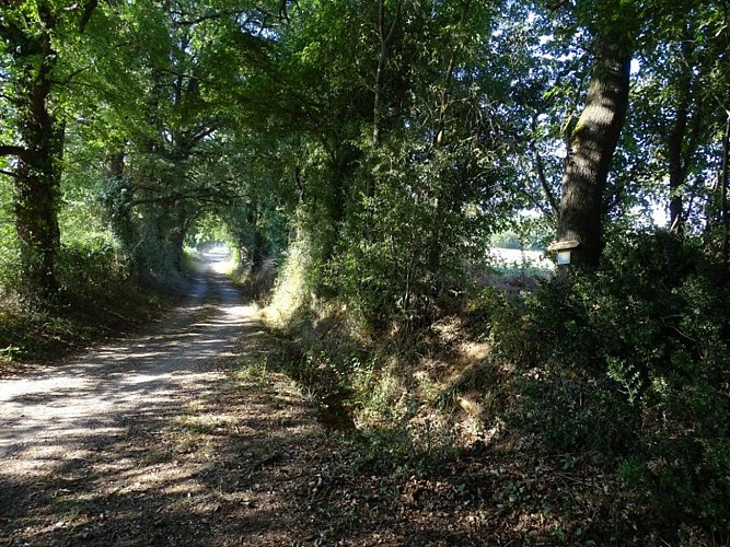 Grain of salt path (Chemin du grain de sel)