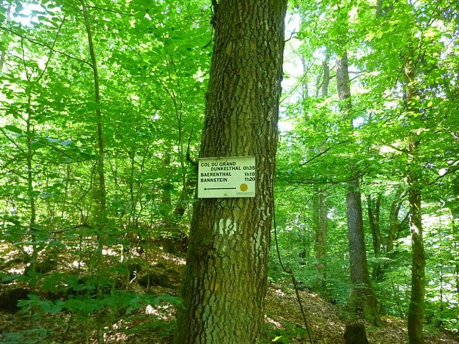 Après la traversée de la D662, suivre le balisage disque jaune vers le col du Grand Dunkelthal