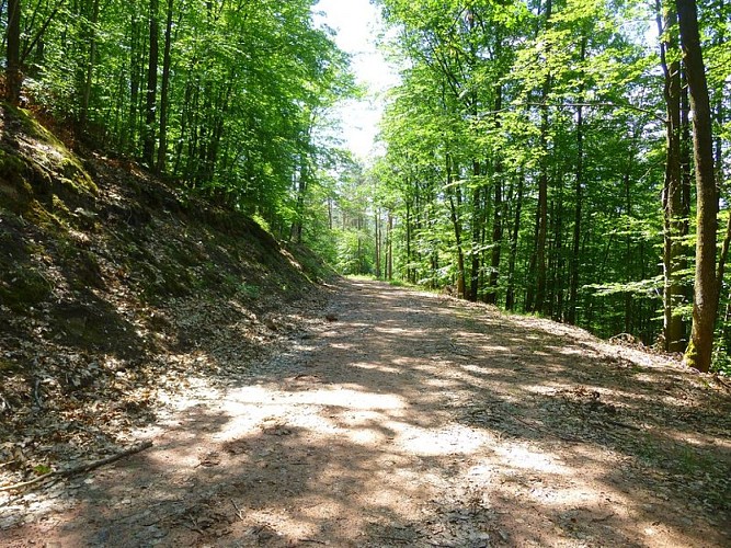 Vers le col du Grand Dunkelthal, sur la route forestière du Ramstein