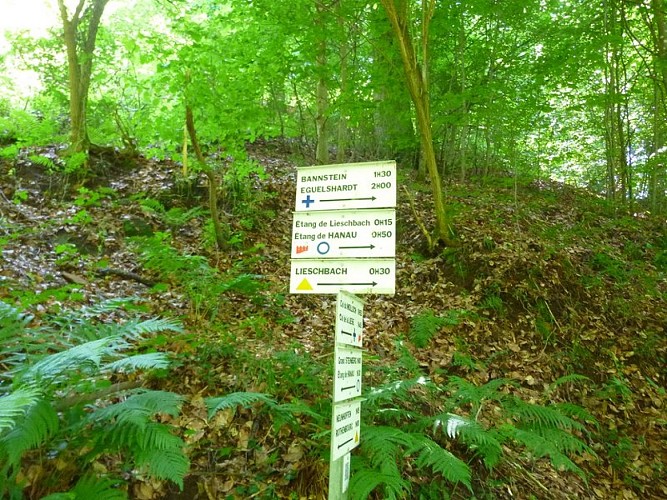 Après avoir visité le château, suivre le triangle jaune vers Lieschbach puis vers la maison forestière du Schlossberg