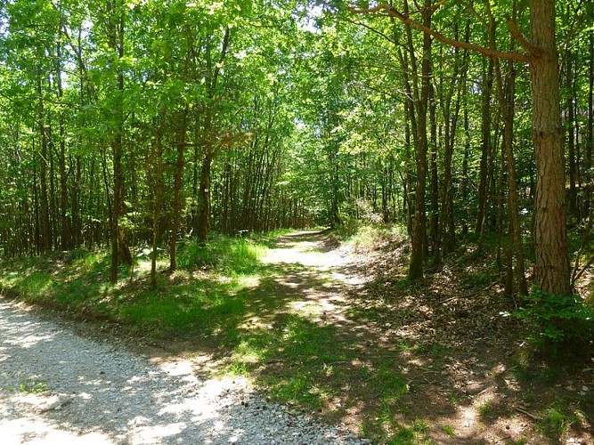 Suivre ce chemin triangle jaune vers la maison forestière du Schlossberg